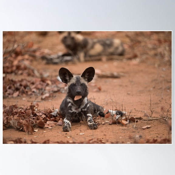 African Wild Dog Puppy Poster Wall Art, Modern Wall Decor For Living Room Bedroom, 8x12 UNFRAMED