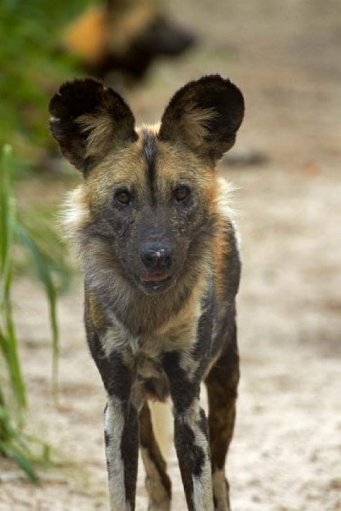 African Wild Dog near Hwange NP Zimbabwe Africa Canvas Art - David Wall DanitaDelimont (12 x 17)