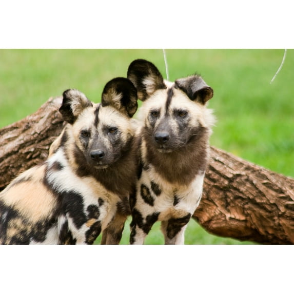African Wild Dogs (24x36 Giclee Gallery Art Print, Vivid Textured Wall Decor)