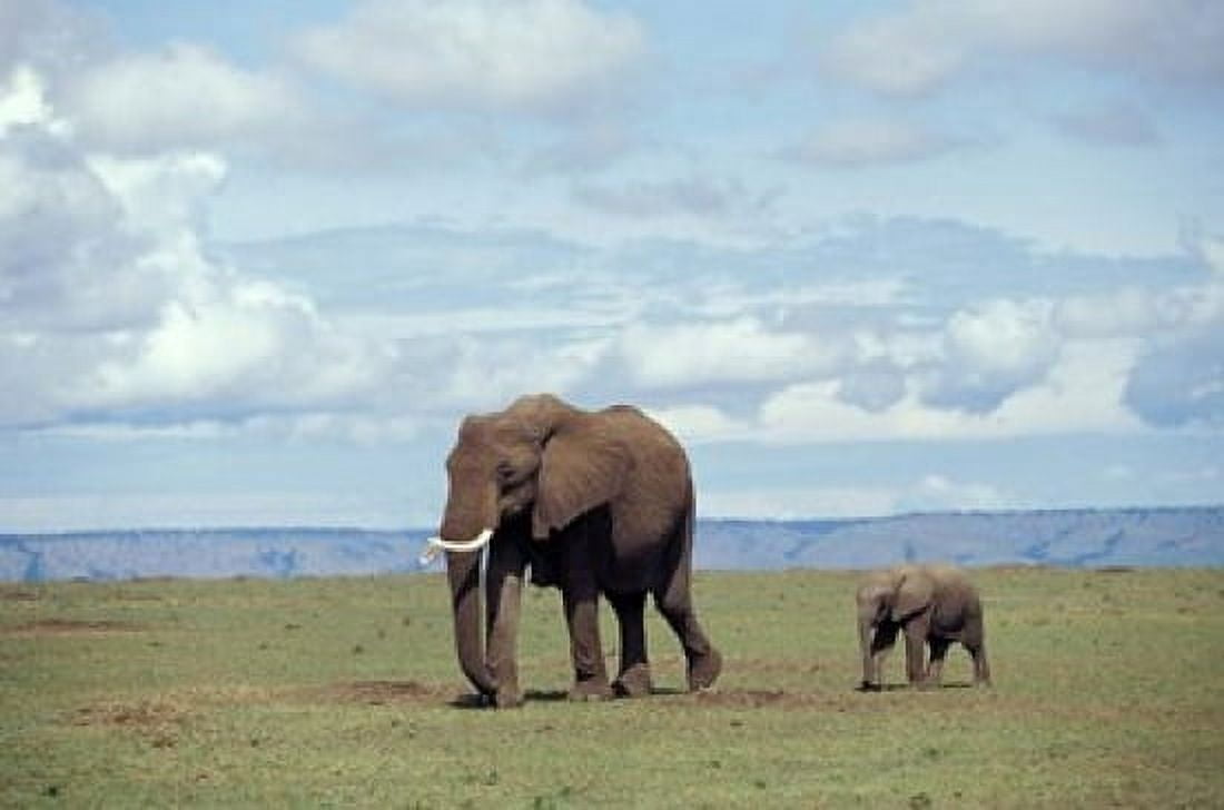 African baby elephant with mother Masai Mara Game Reserve Kenya Canvas Art - Adam Jones DanitaDelimont (35 x 24)