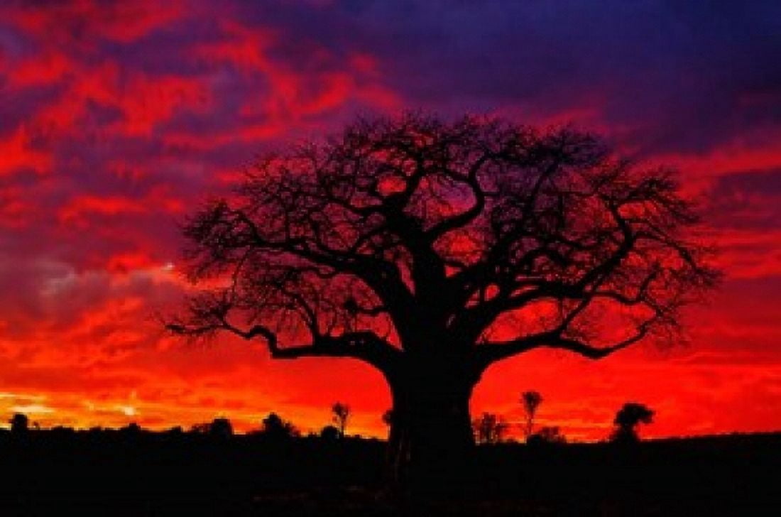 African baobab tree Tarangire National Park Tanzania Canvas Art - Adam Jones DanitaDelimont (35 x 23)