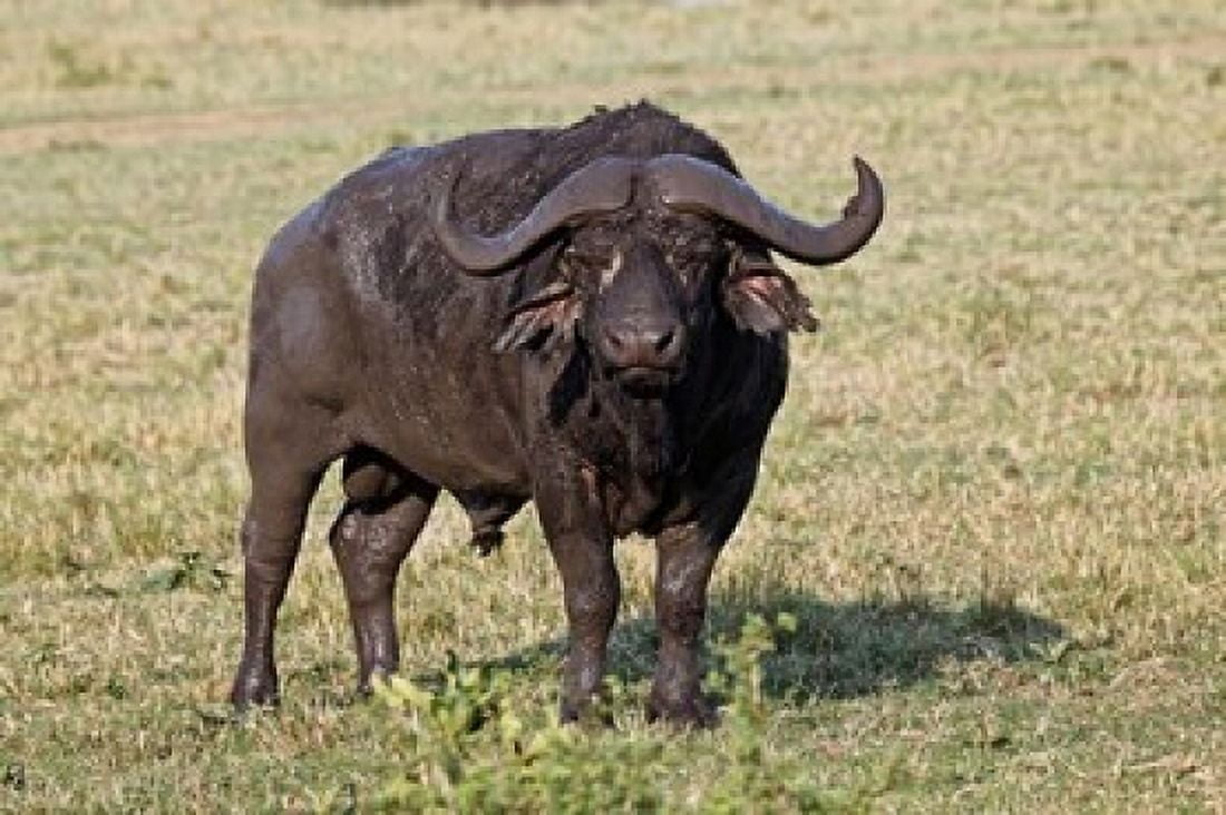 African buffalo wildlife Maasai Mara Kenya Canvas Art - Adam Jones DanitaDelimont (35 x 23)
