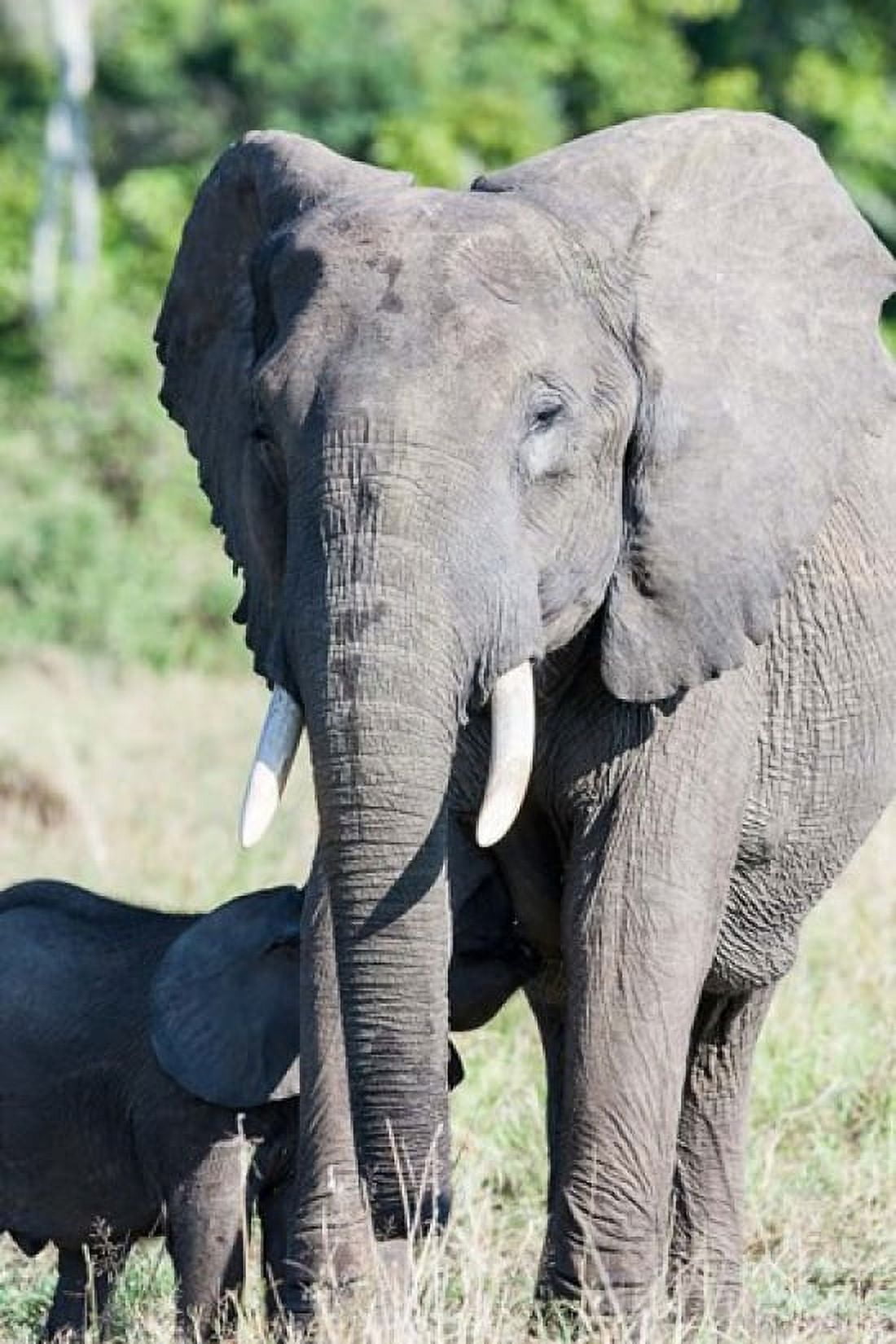 African bush elephant Maasai Mara Kenya Canvas Art - Martin Zwick DanitaDelimont (25 x 38)