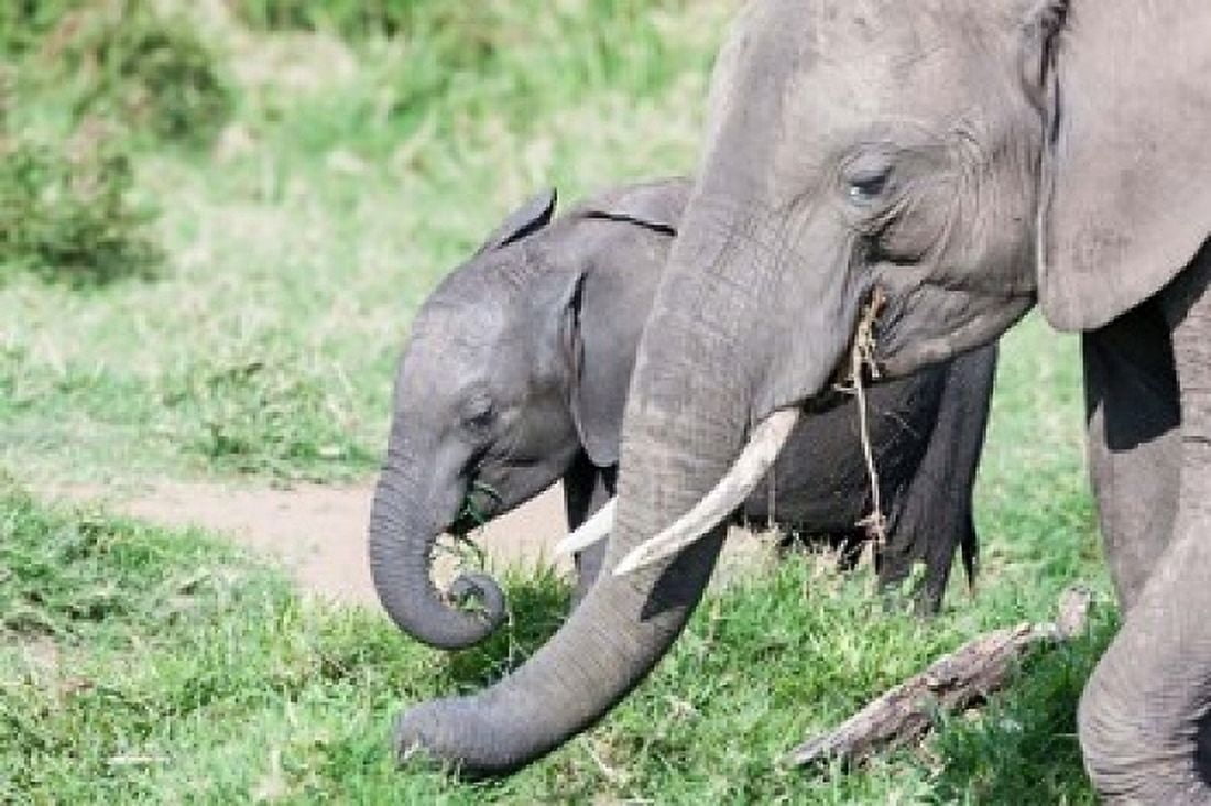 African bush elephant calf eating in Maasai Mara Kenya Canvas Art - Martin Zwick DanitaDelimont (19 x 12)