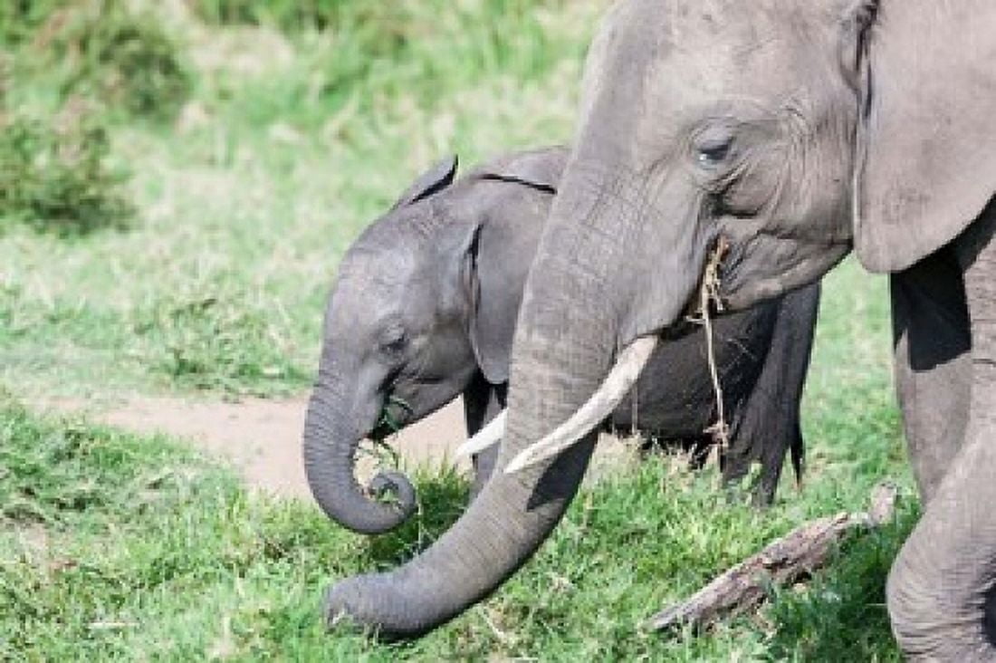 African bush elephant calf eating in Maasai Mara Kenya Canvas Art - Martin Zwick DanitaDelimont (38 x 25)
