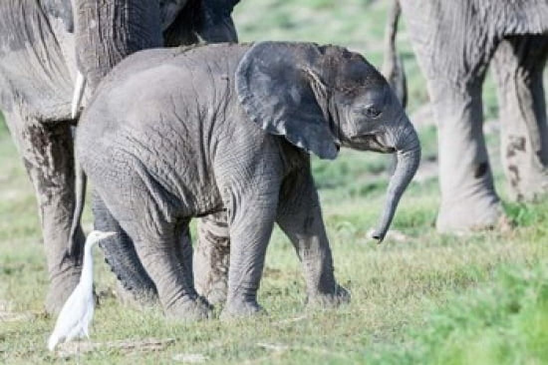 African bush elephant calf in Amboseli National Park Kenya Canvas Art - Martin Zwick DanitaDelimont (19 x 12)