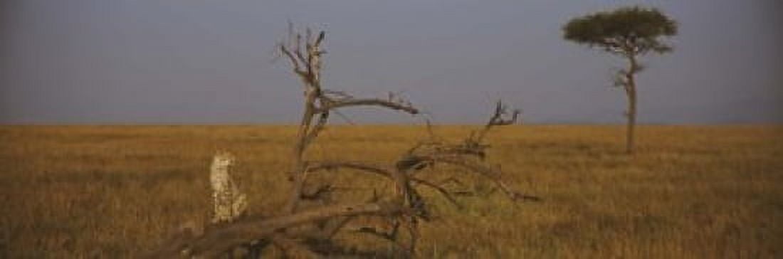 African cheetah (Acinonyx jubatus jubatus) sitting on a fallen tree Masai Mara National Reserve Kenya Canvas Art - Panoramic Images (18 x 6)