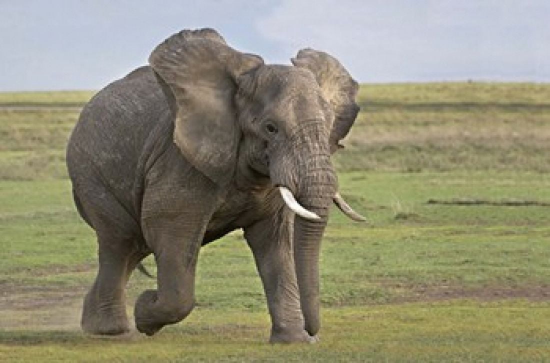 African elephant (Loxodonta Africana) running in a field Ngorongoro Crater Arusha Region Tanzania Canvas Art - Panoramic Images (16 x 11)