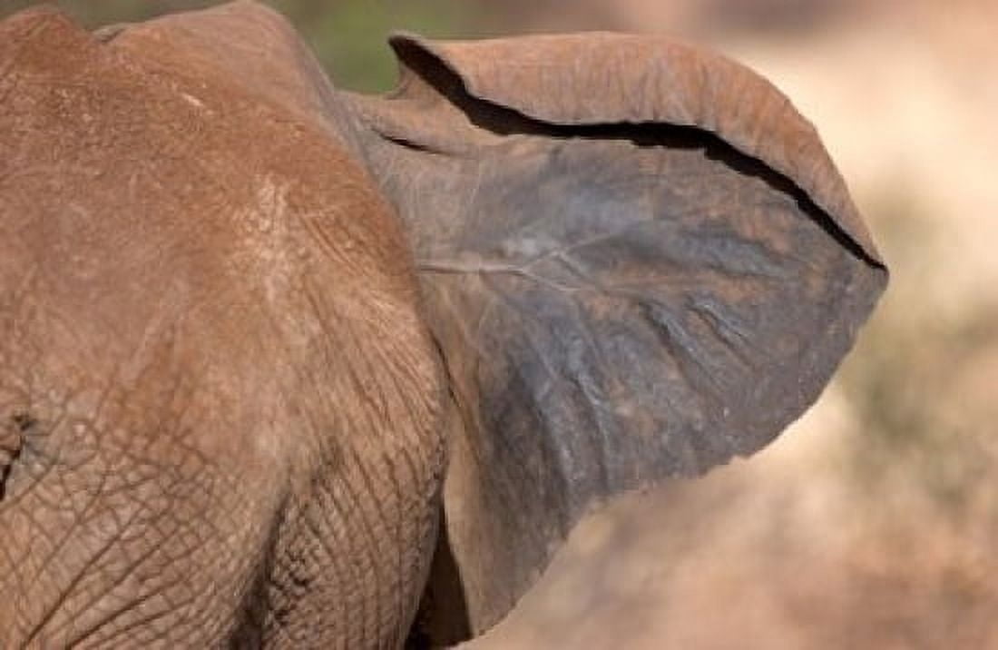 African elephant (Loxodonta africana) Elephant Ear Samburu National Reserve Kenya Canvas Art - Panoramic Images (36 x 24)