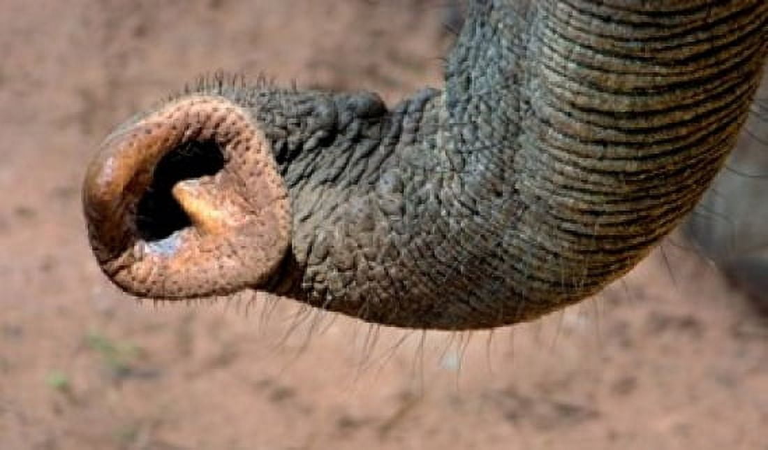 African elephant (Loxodonta africana) Elephant Trunk Samburu National Reserve Kenya Canvas Art - Panoramic Images (36 x 22)