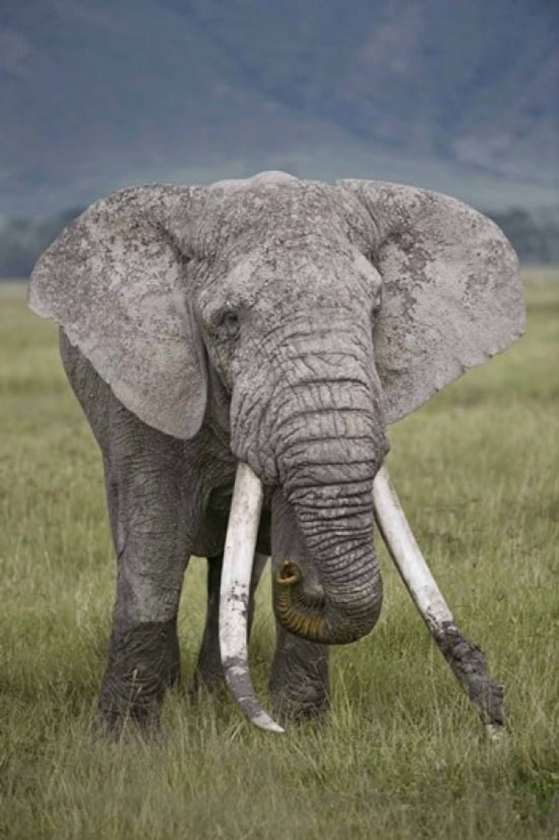 African elephant (Loxodonta africana) Tanzania Canvas Art - Panoramic Images (16 x 24)