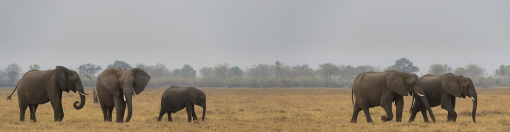 African elephant (Loxodonta africana) at Savuti Game Reserve Botswana Canvas Art - Panoramic Images (36 x 12)