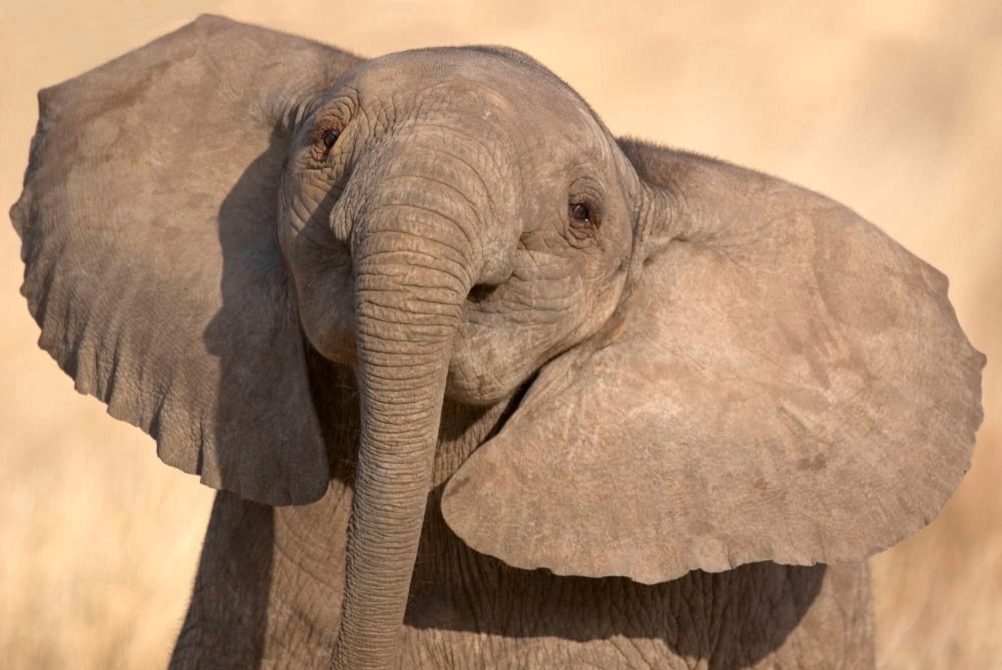 African elephant (Loxodonta africana) calf at play Samburu National Reserve Kenya Canvas Art - Panoramic Images (18 x 24)