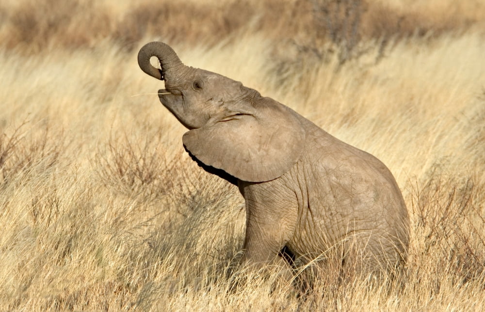 African elephant (Loxodonta africana) calf at play Samburu National Reserve Kenya Canvas Art - Panoramic Images (18 x 24)