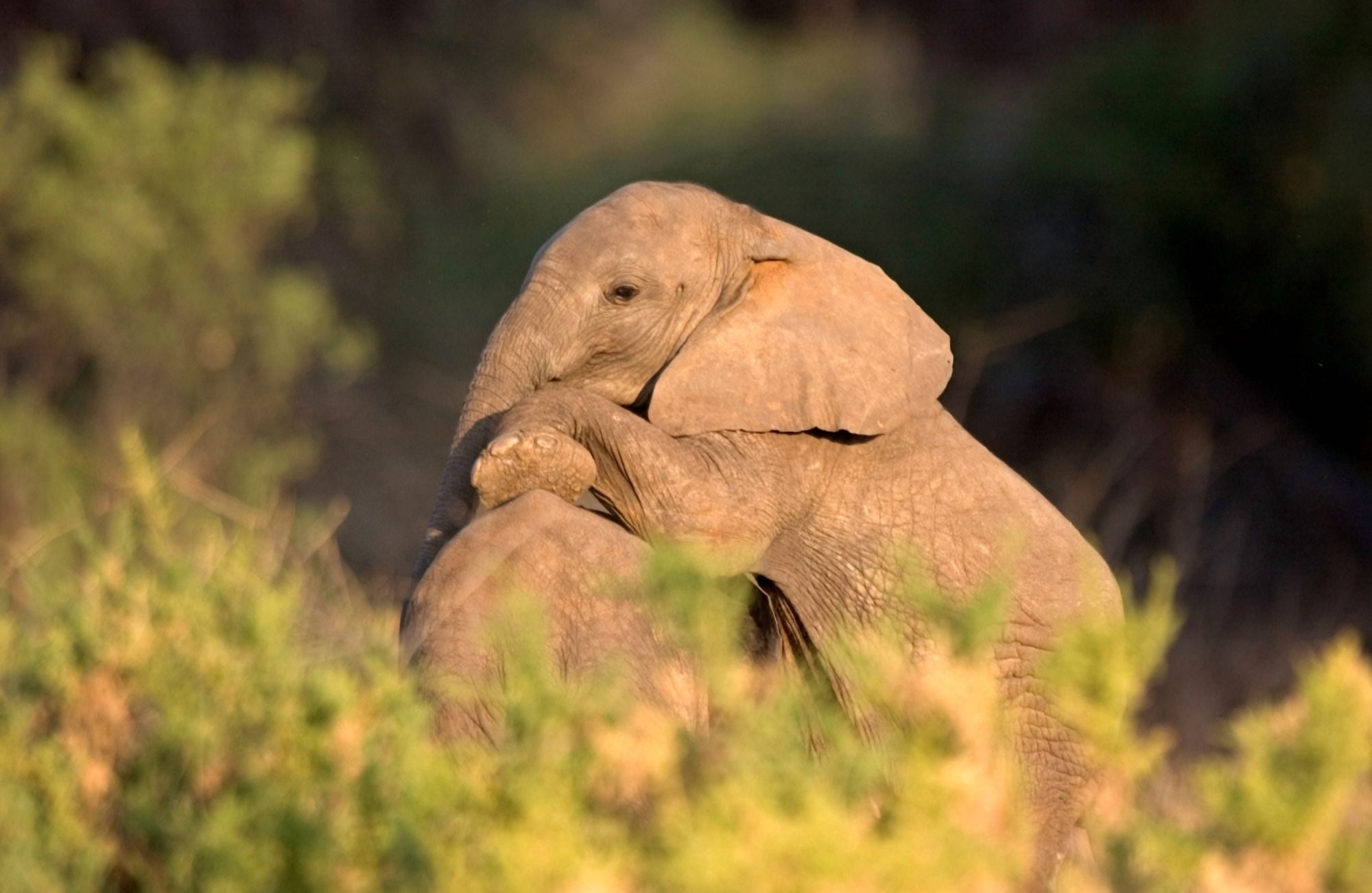African elephant (Loxodonta africana) calves at play Samburu National Reserve Kenya Canvas Art - Panoramic Images (24 x 36)