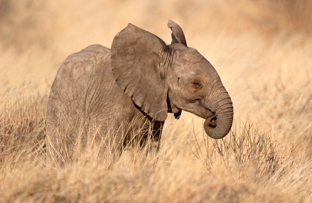 African elephant (Loxodonta africana) on grassy field Kenya Canvas Art - Panoramic Images (24 x 36)