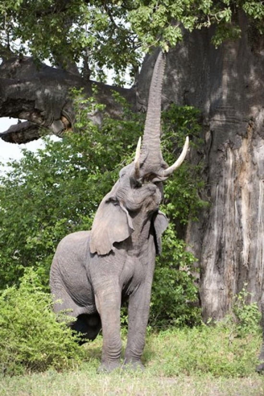 African elephant (Loxodonta africana) reaching for baobab (Adansonia digitata) tree leaves Tarangire National Park Tanzania Canvas Art - Panoramic Images (16 x 24)