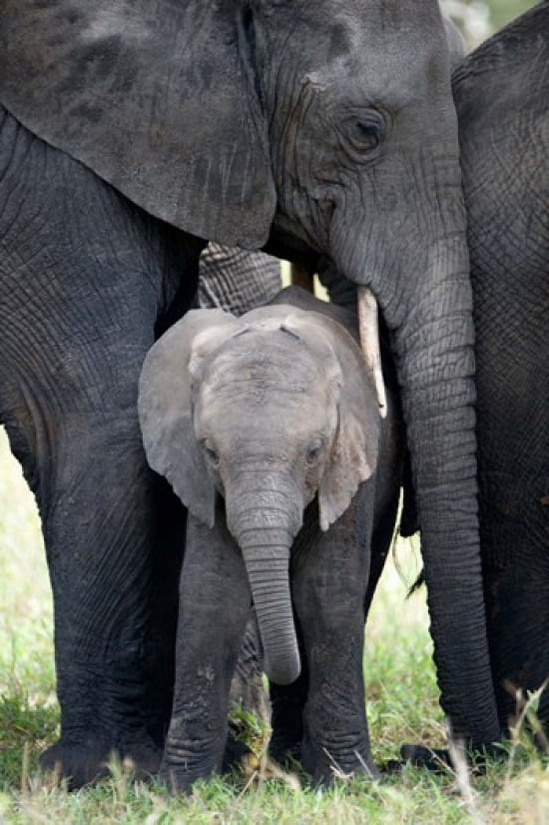 African elephant (Loxodonta africana) with its calf in a forest Tarangire National Park Tanzania Canvas Art - Panoramic Images (24 x 36)