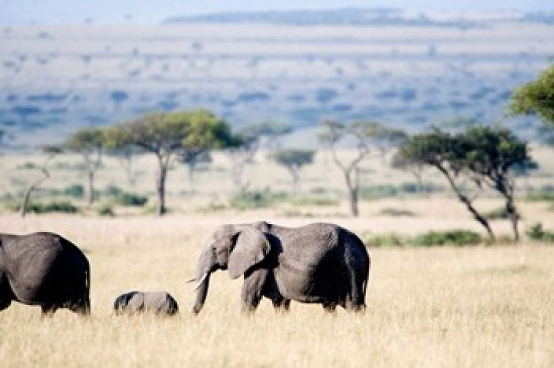 African elephant (Loxodonta africana) with its calf walking in plains Masai Mara National Reserve Kenya Canvas Art - Panoramic Images (36 x 24)