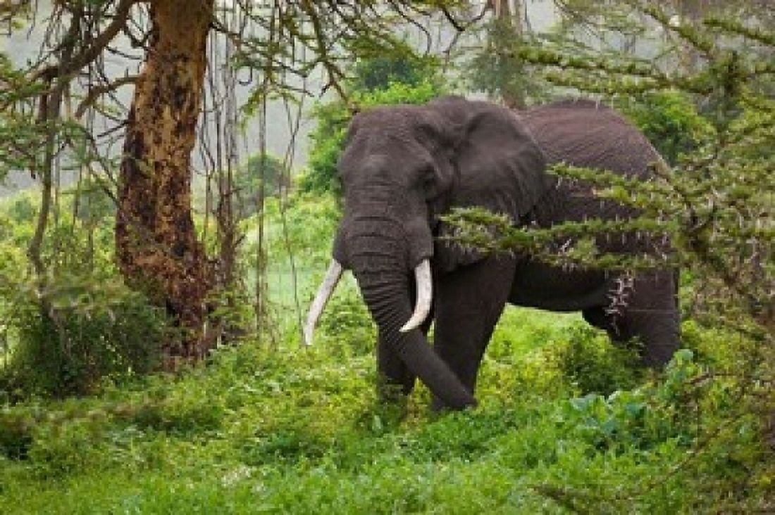 African elephant Ngorongoro Conservation Area Tanzania Canvas Art - Art Wolfe DanitaDelimont (24 x 15)