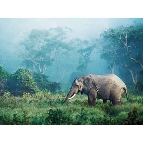 African elephant, Ngorongoro Crater, Tanzania Poster Print by Frank Krahmer (11 x 14)