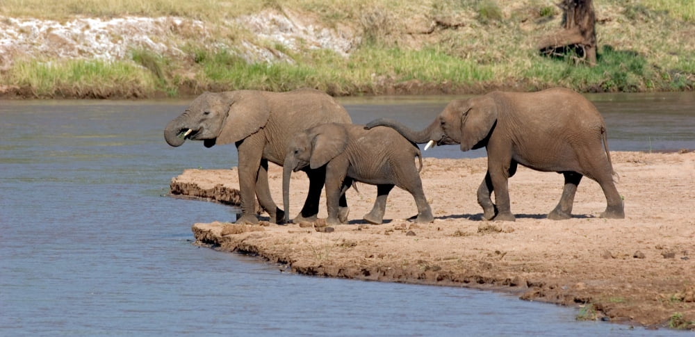 African elephants (Loxodonta africana) at river Samburu National Reserve Kenya Canvas Art - Panoramic Images (12 x 24)