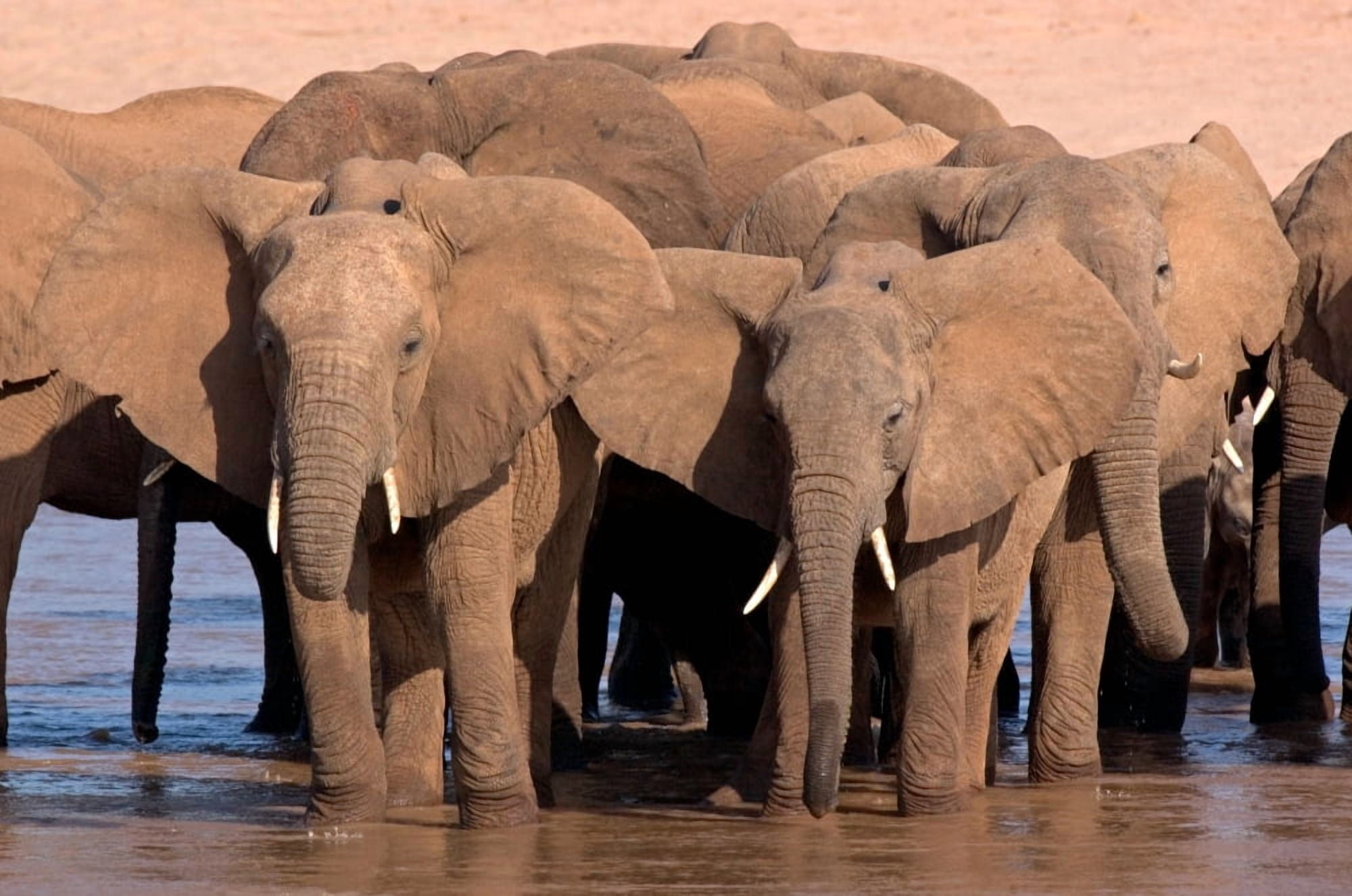 African elephants (Loxodonta africana) at river Samburu National Reserve Kenya Canvas Art - Panoramic Images (18 x 24)