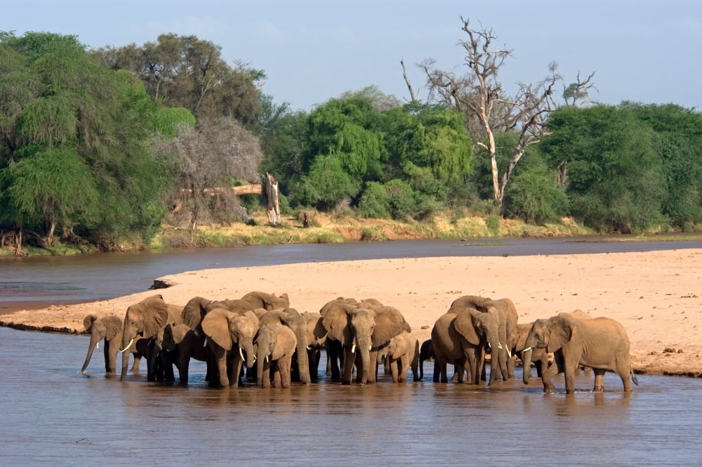 African elephants (Loxodonta africana) at river Samburu National Reserve Kenya Canvas Art - Panoramic Images (24 x 36)