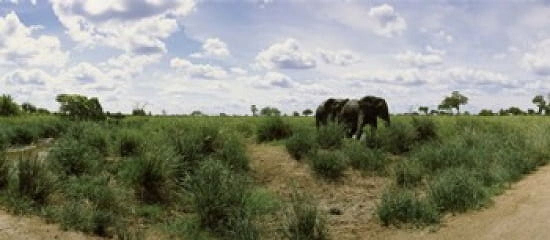 African elephants (Loxodonta africana) in a field Kruger National Park South Africa Canvas Art - Panoramic Images (15 x 7)
