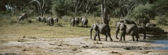 African elephants (Loxodonta africana) in a forest Hwange National Park Matabeleland North Zimbabwe Canvas Art - Panoramic Images (36 x 12)