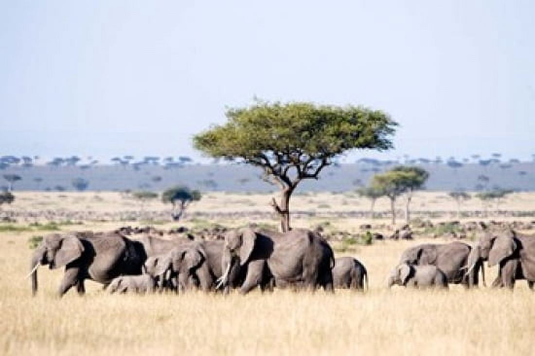 African elephants (Loxodonta africana) in a forest Masai Mara National Reserve Kenya Canvas Art - Panoramic Images (36 x 24)