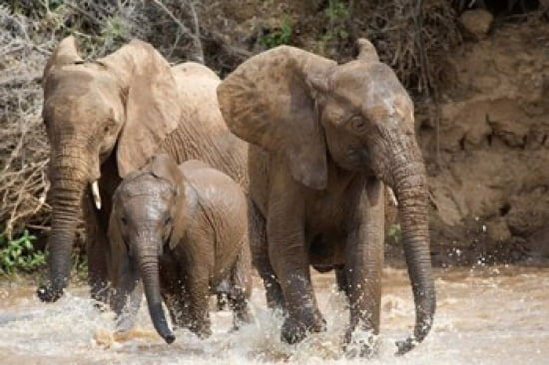 African elephants (Loxodonta africana) playing with water Samburu National Park Rift Valley Province Kenya Canvas Art - Panoramic Images (16 x 11)
