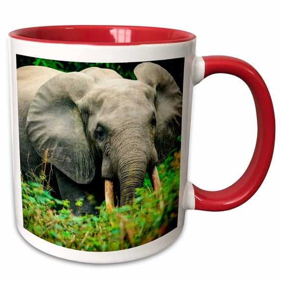 African forest elephant, Odzala Kokoua NP. Republic of the Congo 11oz Two-Tone Red Mug mug-276419-5