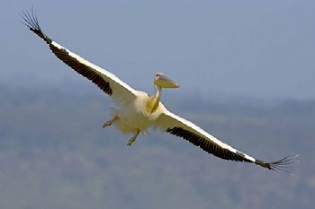 African great white pelican Canvas Art - Panoramic Images (16 x 11)
