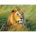thumbnail image 1 of African lion, Masai Mara, Kenya Poster Print by Frank Krahmer (22 x 28), 1 of 1