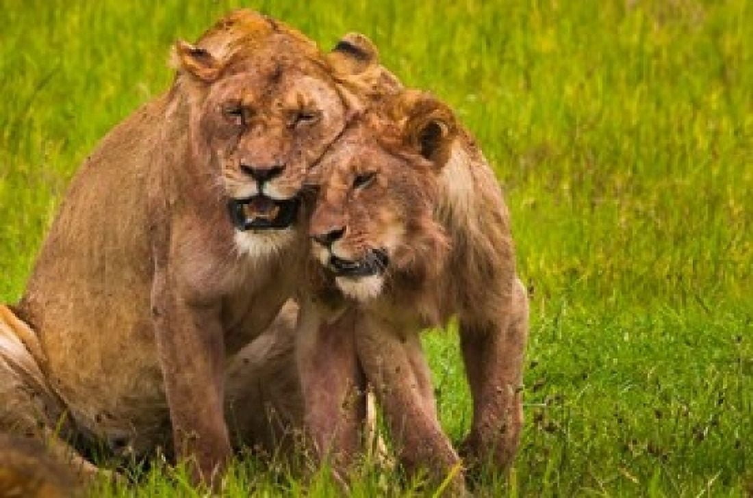 African lions Ngorongoro Conservation Area Tanzania Canvas Art - Art Wolfe DanitaDelimont (24 x 15)