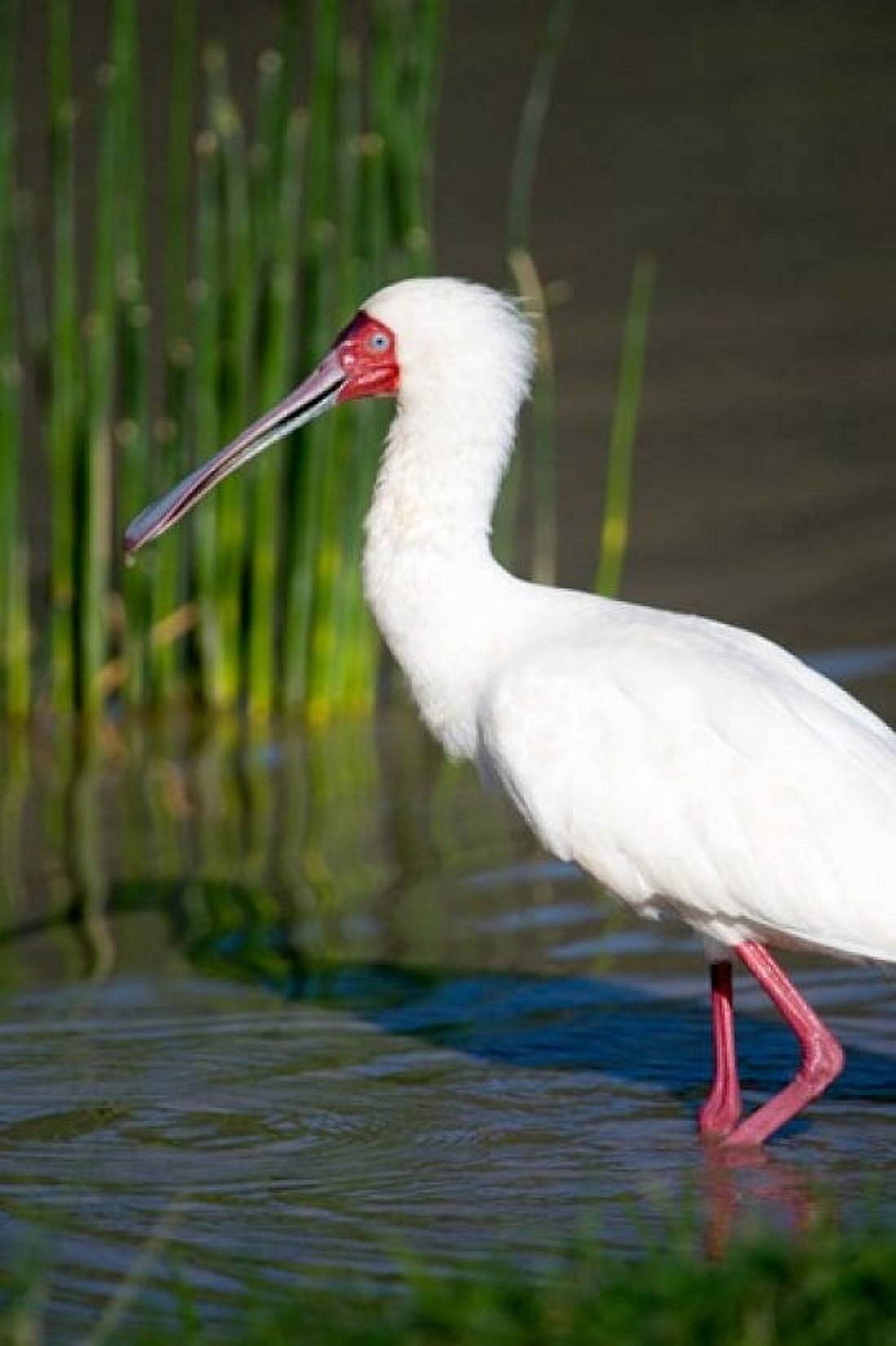 African spoonbill (Platalea alba) in a lake Ngorongoro Crater Ngorongoro Tanzania Canvas Art - Panoramic Images (24 x 36)
