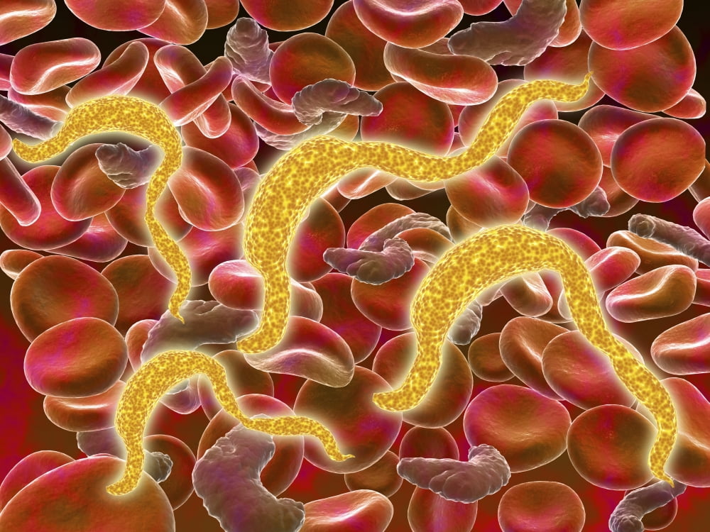 African trypanosomiasis in the red blood cells Canvas Art - Stocktrek Images (33 x 25)
