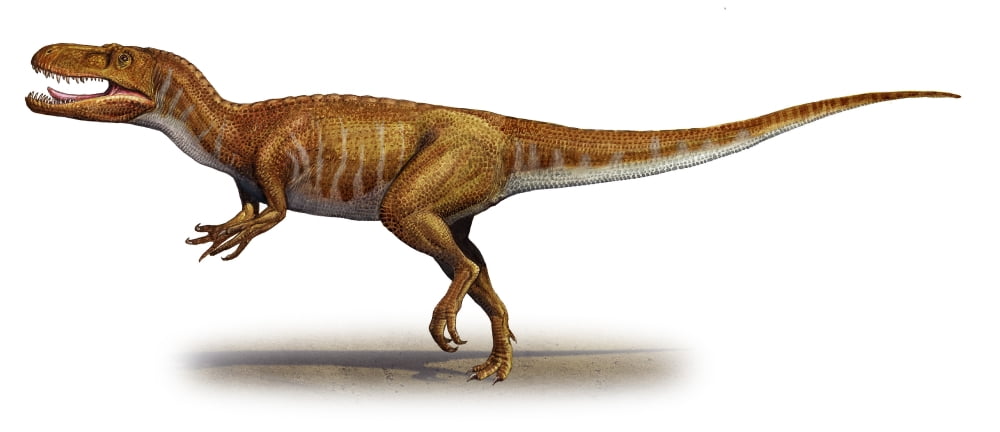 Afrovenator abakensis a prehistoric era dinosaur Canvas Art - Sergey KrasovskiyStocktrek Images (22 x 10)