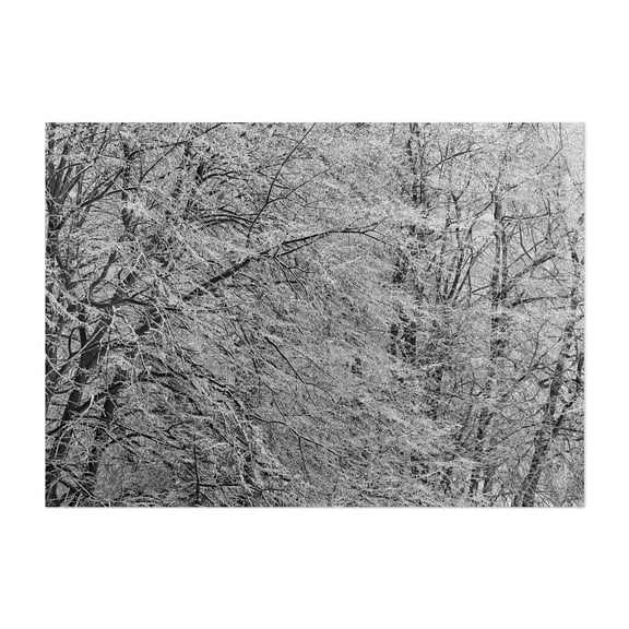 After The Ice Storm - Photography Winter Snow Black and White Forest Nature Woodland Scenic Unframed Wall Art Print 20 x 28 inches