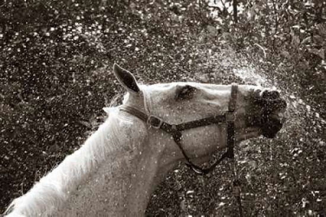 After a Shower Canvas Art - Jim Dratfield (24 x 36)