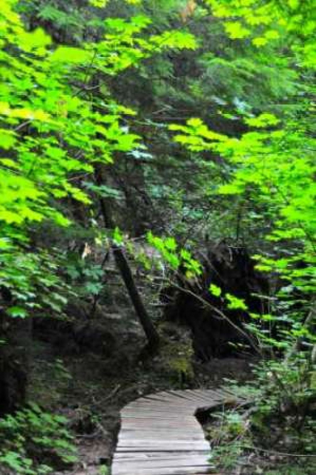 Afternoon Hike II Canvas Art - Erin Berzel (20 x 28)