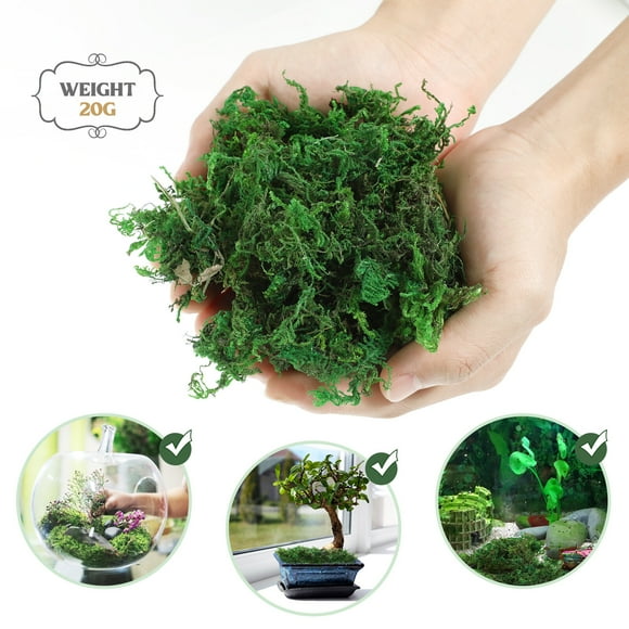 Aftificial Preserved Moss Terrarium Green Moss Gardening Centerpieces Bonsai Moss Decor (About 20G)
