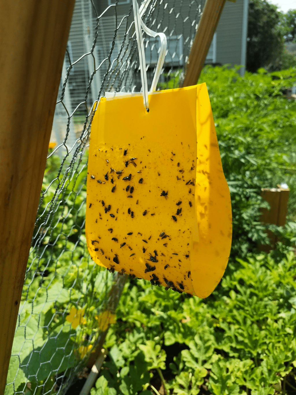 AgBio AB-103 Cucumber Beetle Trap & Lure (2 Pack)