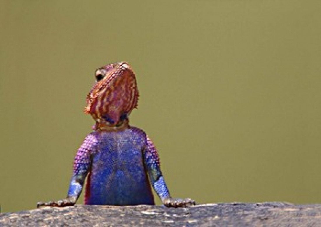 Agama Lizard Kenya Africa Canvas Art - Panoramic Images (16 x 12)