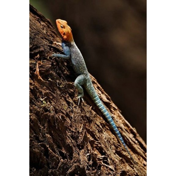 Agama Lizard Samburu National Game Reserve Kenya Canvas Art - Adam Jones DanitaDelimont (11 x 17)