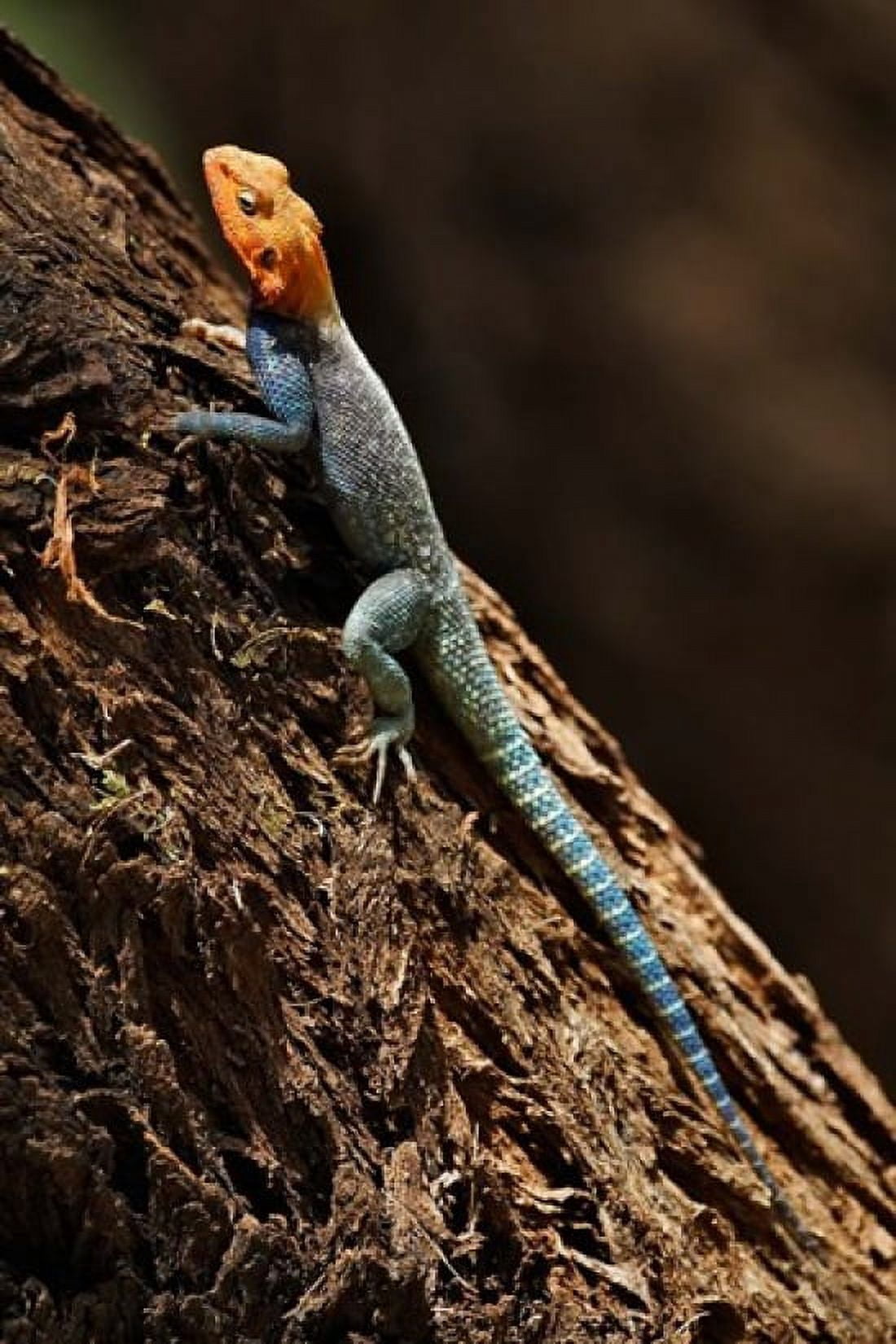 Agama Lizard Samburu National Game Reserve Kenya Canvas Art - Adam Jones DanitaDelimont (23 x 35)