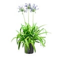 thumbnail image 1 of Agapanthus Africans Blue  2 Extra Large 3 Gallon Plants  Vibrant & Hardy Perennial, Lush, Ornamental Plant with Brilliant Blue Blooms, Ideal for Borders, Containers & Landscape Accents, 1 of 8