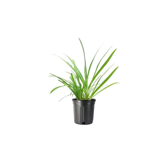 Agapanthus Africanus Lily of The Nile  1 Large Gallon Size Plant  Low Maintenance Flowering Groundcover Grass