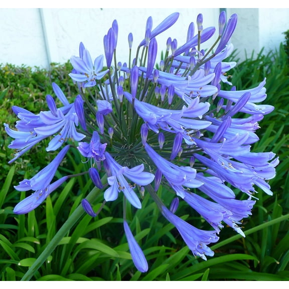 Agapanthus Africanus 'Lily of The Nile' - 10 Live Plants - 2" Pot Size - Blooming Groundcover